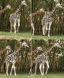 Giraffe sequence